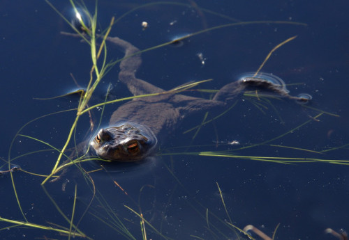 Common toads - Bufo bufo - hanging out in the sunshine at the breeding ponds last Saturday. Video to