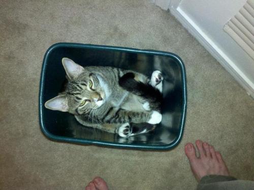 catsbeaversandducks:10 Cats That Woke Up Feeling Like Garbage “Look I just want to be alone for a wh