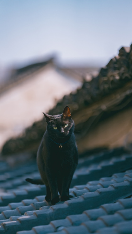 fuckyeahchinesegarden:shaoxing 绍兴, china by 喵呜不停