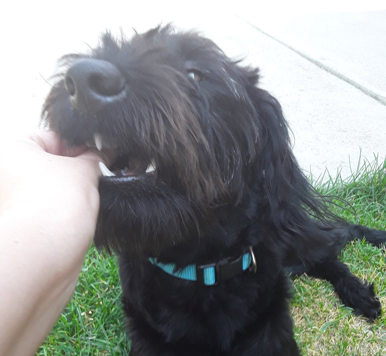 tried to put a flower on his head