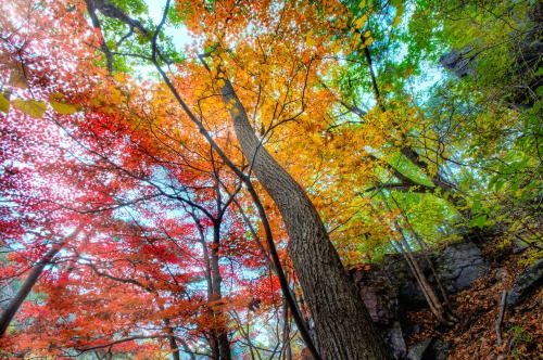 nubbsgalore:  leaf senescence begins with the advent of the summer solstice, as the days get shorter