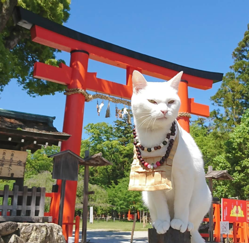 Nekojizo aka ねこ地蔵とおる (Japanese, b. 1964, Japan, based Kyoto, Japan) - Photos of Koyuki (white cat) a