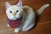 straycatj:あのね！オレね！今日もね！……ねてた！ねぇ家主、きいてます！？Hey! I was sleeping also today! Hey landlady, do you listen to me!? 