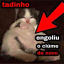 holypandaeggscalzone