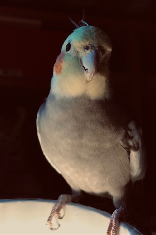 Koji The Cockatiel