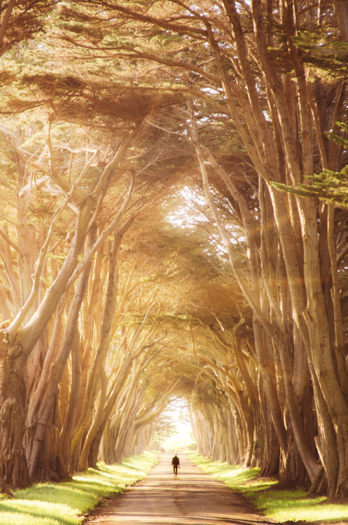 karl-shakur: 10.11 ▪️ Karl-Shakur  ▪️ Instagram Cypress Tree Tunnel, California