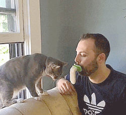 icillict:  lexluna24:  dynastylnoire:  becuzbacon:  odditymall:    LICKI Brush: A Cat Brush You Hold With Your Mouth; Lets You Lick Your Cat   More info: http://odditymall.com/licki-brush-cat-lick-brush  White. Nonsense.       White ppl