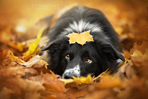 coffee-tea-and-sympathy:  Alicja Zmyslowska is a pet photographer based in Poland that takes incredibly vibrant and lively portraits of dogs for a living. 