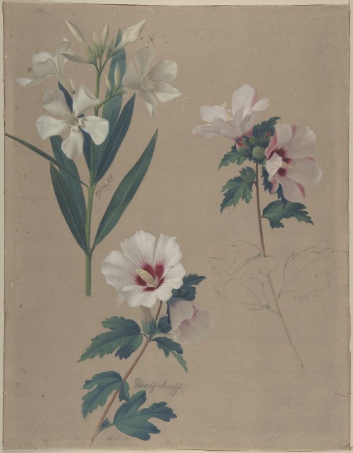 heaveninawildflower:Study of Hibiscus Plants (1828). Oil on paper by Adolf Senff (1785–1863).Image a