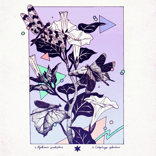 【﻿Ｍｅｍｐｈｉｓ　ｃｕｒｉｏｓｉｔｉｅｓ】Colored version of this set of botanical illustrations. These pieces were comm