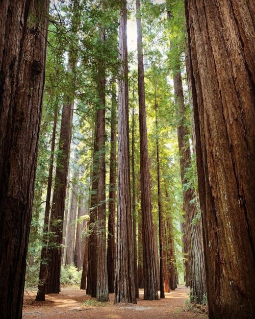 Mendocino 💚💚💚 (at Frank and Bess Smithe Redwood Grove) https://www.instagram.com/p/CTlY0klnmK_3xVTEaz16f9WfYvGTCQ4RGfICx40/?utm_medium=tumblr