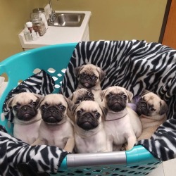 pugs:  Basket of Babies 👶🏻💕✨