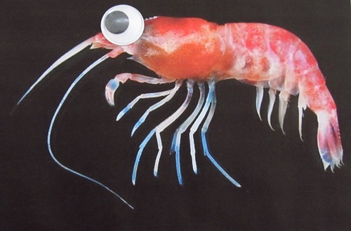 jtotheizzoe:  archiemcphee:  Deep Sea Fauna… with Googly Eyes is an awesome site right here on Tumblr that posts photos of amazing deep sea creatures that have been hilariously enhanced with googly eyes. Learn about the myriad mysterious creature of