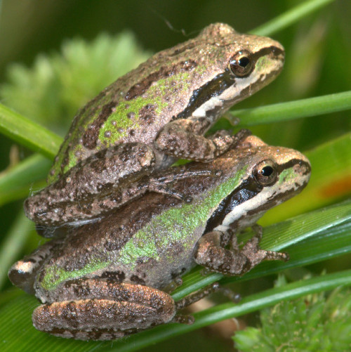 The Baja California treefrog [Pseudacris hypochondriaca] is a species native to Western North Americ