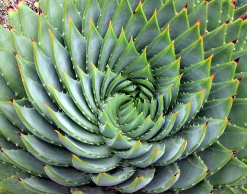 thespottydogg-reviews: sixpenceee: Aloe polyphylla plant is well known for its strikingly 