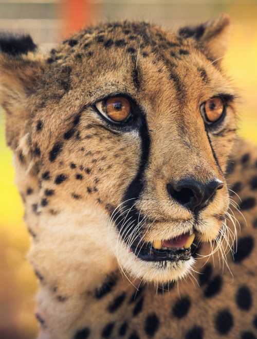sdzsafaripark:   	Cheetah spotted at sunset by Stephen Moehle    	