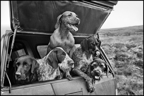 This one goes out to the dogs. Happy #NationalDogDay! Elliott Erwitt on man’s best friend: &ld