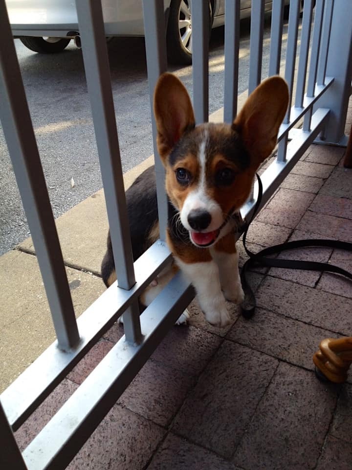 sirfrogsworth: He was told he wasn’t allowed on the restaurant patio.  He found