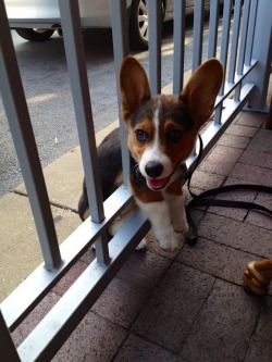 Sirfrogsworth: He Was Told He Wasn’t Allowed On The Restaurant Patio.  He Found