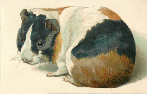 clawmarks:Study of a guinea pig - undated - via TuckDB