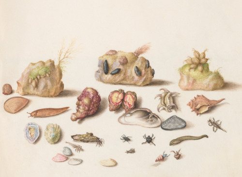 Joris Hoefnagel - Animalia Aqvatilia et Cochiliata (Aqva): Plate LI - c. 1575-1580 - via NGA
