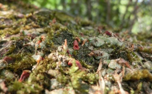 Porpax elwesii, in situ, 400 masl, growing as litophyte and epiphyte, Laos. Orchidaceae: Eriiinae.By