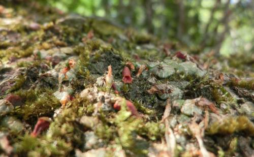  Porpax elwesii, in situ, 400 masl, growing as litophyte and epiphyte, Laos. Orchidaceae: Eriiinae.B