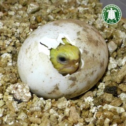 endangereduglythings:turtleconservancy:Happy Friday! We are always excited to have new hatchlings at our conservation center, especially when they are Critically Endangered species like this Burmese Star Tortoise.“Well, this is disappointing…”Just