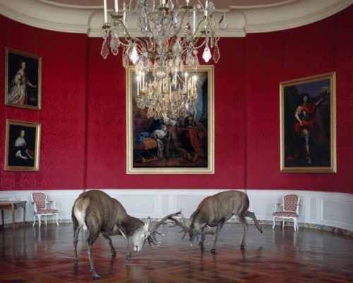 amalgammaray:  Karen Knorr, 2014