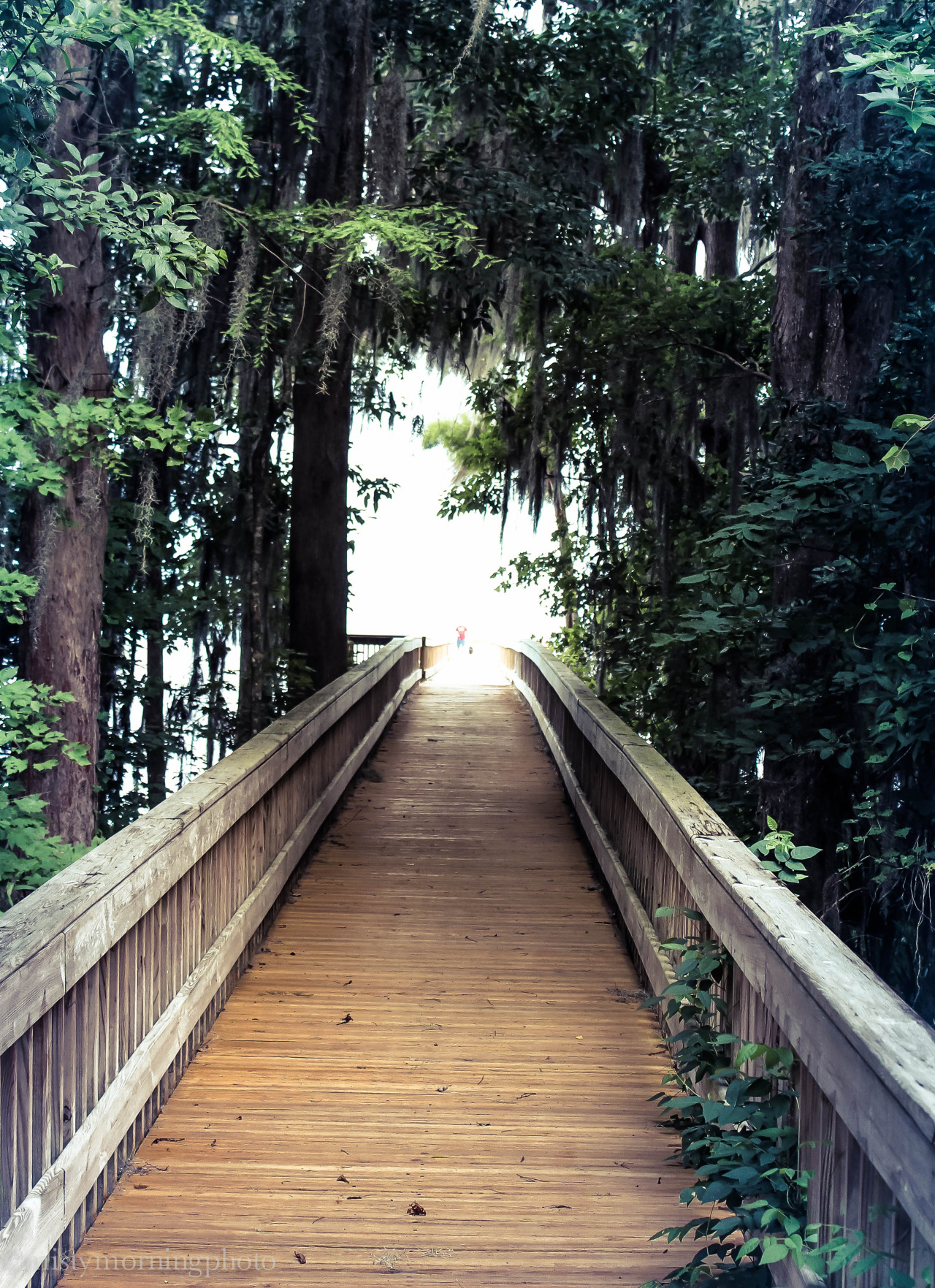 mistymorningphoto:  Looking Through by mistymorningphoto | Tumblr