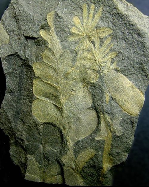 Fossil of plants from late Carboniferous era - 298 to 324 million years old. photo: Peter Cristofono