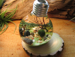 faeriecreep:  wickedclothes:  Reclaimed Lightbulb Terrarium Inside of this reclaimed lightbulb lies sand, seashells, assorted pebbles, and marimo, otherwise known as Japanese moss balls. Marimo, a prized plant in Japan, is grown underwater and requires