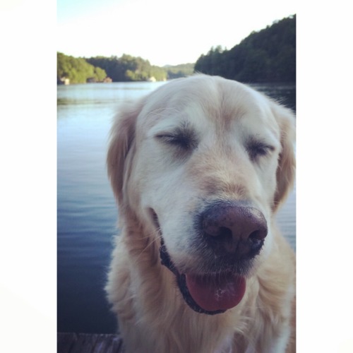 handsomedogs:  Mhmmmmmm (Nike, golden retriever, age 9)