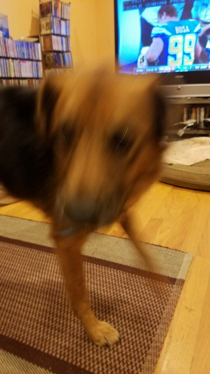 My dog: the photoset