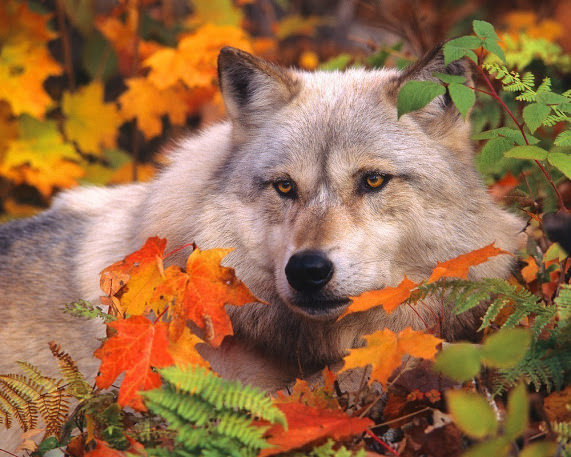 her-wolf:  By Nikky Ivascu     