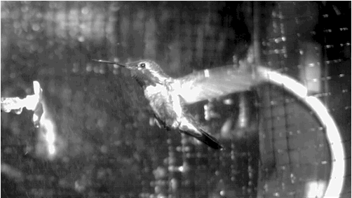 pbsdigitalstudios: How do hummingbirds defy wind and rain?  