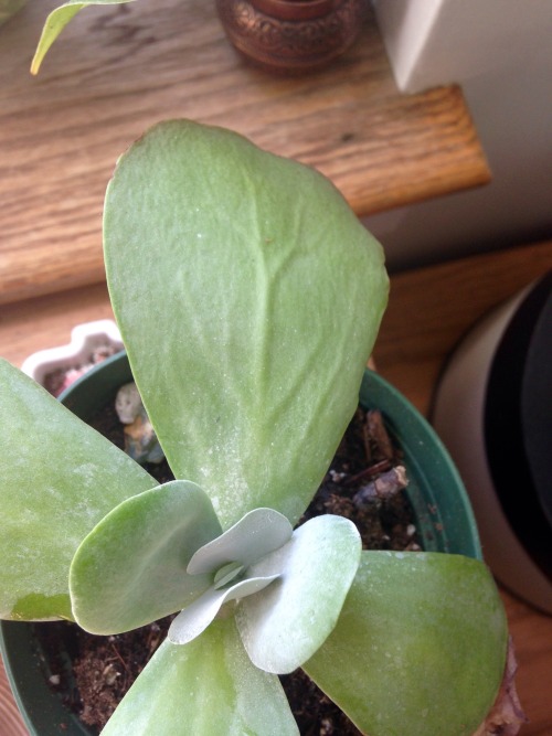 Whoops! What a bad plant mom - looks like this succulent is a bit under-watered. If it wasn&rsqu