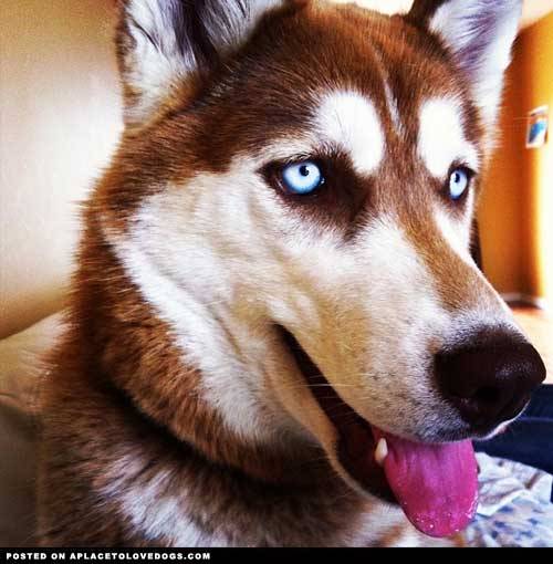 aplacetolovedogs:  Beautiful, blue eyed red Husky Aurora. ‘Can you spare some of