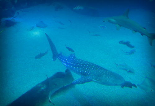 Gisteren naar Kaiyukan geweest, het grootste aquarium ter wereld. Een aantal foto&rsquo;s van wa