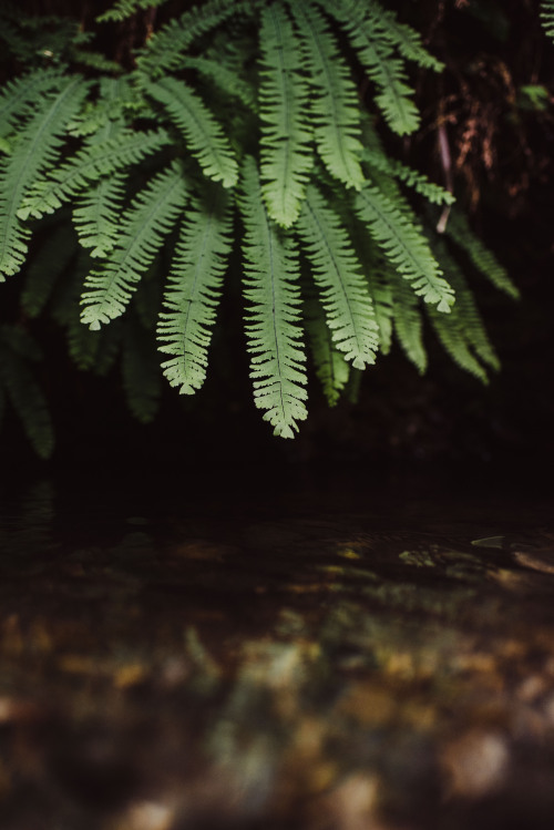 rhiannatruexx: above the creek