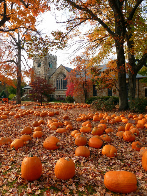 sweatersscarvesandsweets:  want more fall/autumn/halloween on your dash? follow sweatersscarvesandsweets