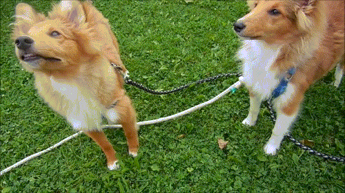 kyleandkody:Jumps for the treats!