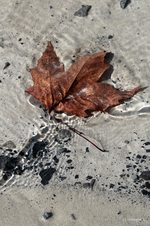 This maple leaf elegantly rode the gentle waves along the lake shore: Green Lake State Park, New Yor