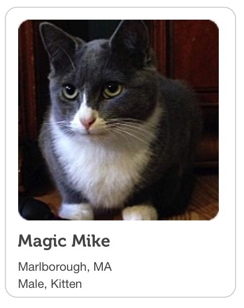 chipwrekkt:pennysfitzgerald:sometimes i like to look at local pet adoption listings to see what weir