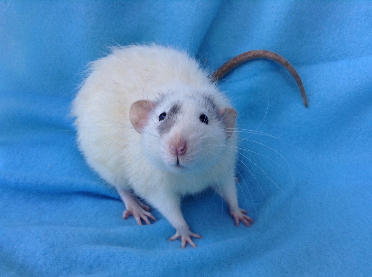 lovely-little-rats:  Benji is such a little ham when it comes to picture time💙