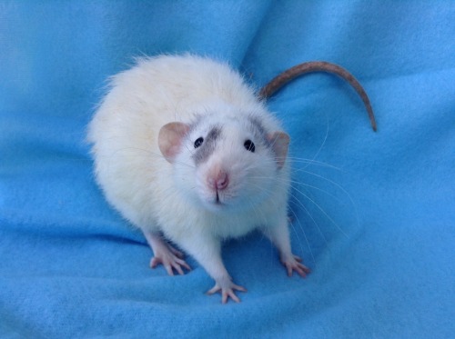 lovely-little-rats:  Benji is such a little ham when it comes to picture time💙 