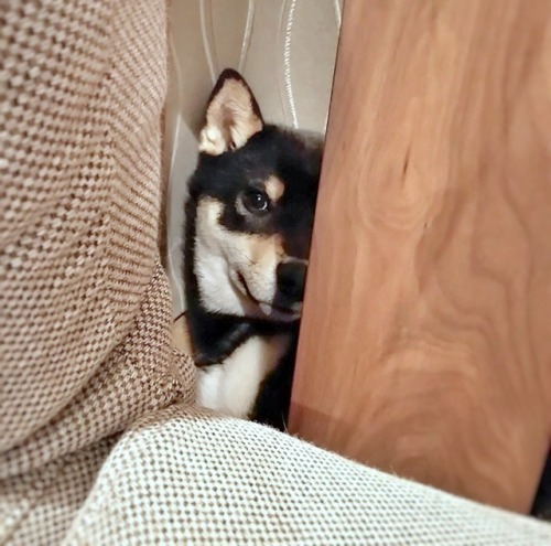 mustardtigress:today’s peeky shibes