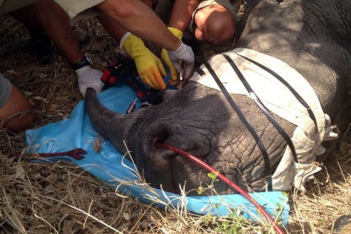 sixpenceee:  Conservationists in South Africa are infusing a special red dye into the horns of live rhinos. The mixture renders the horn completely useless to poachers trying to sell it commercially, and is also toxic for human consumption. (Source) 