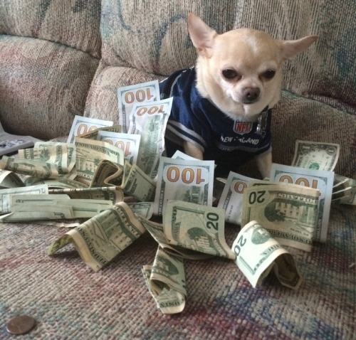 hopelly: uncloses:  hopelly:  so last week I reposted the money dog hoping money