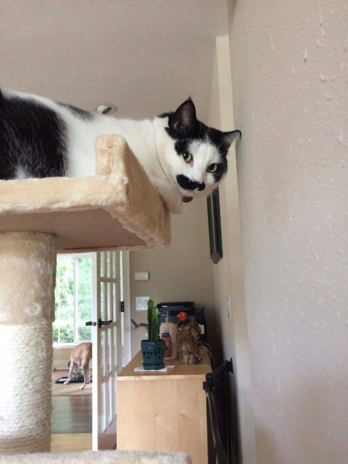 fuckyeahfelines: Here are some photos of my child, Winnie. She is a mustache kitty (submitted by noo